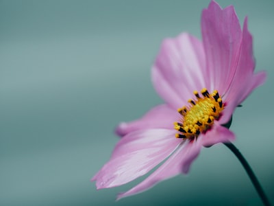 粉红花瓣花的微距摄影